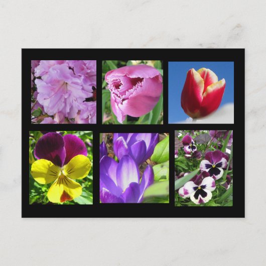 Carte postale de la collection de fleurs de printe (Devant)