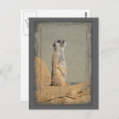 Carte postale de la collection Meerkat (Devant / Derrière)