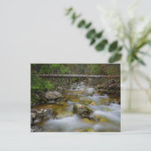 Carte postale de la crique de la forêt rocheuse (Debout devant)