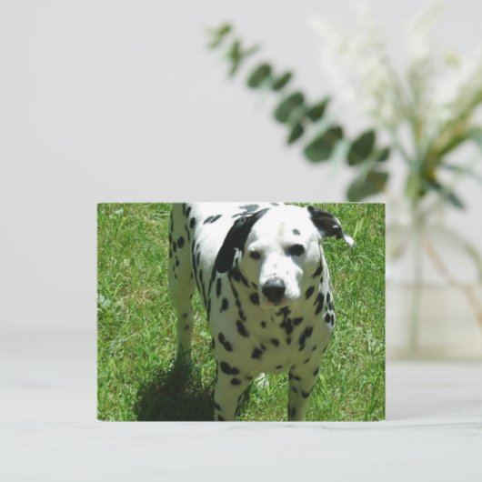 Carte postale de la Dalmatie (Debout devant)