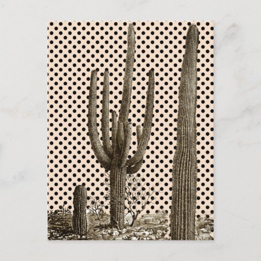 Carte postale de la diva du désert (Devant)