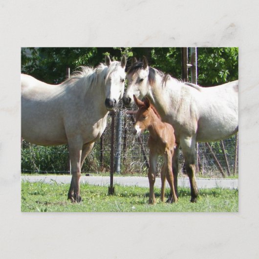 Carte postale de la famille (Devant)