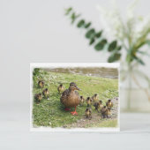 Carte postale de la famille Duck (Debout devant)