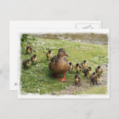 Carte postale de la famille Duck (Devant / Derrière)