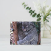 Carte postale de la famille Koala (Debout devant)