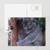 Carte postale de la famille Koala (Devant / Derrière)