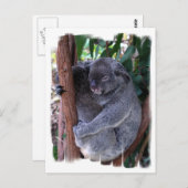 Carte postale de la famille Koala (Devant / Derrière)