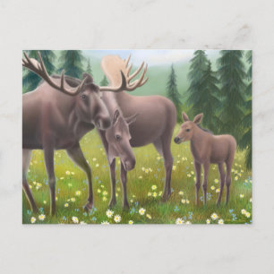 Carte postale de la famille orignal