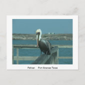 Carte postale de la faune (Devant)