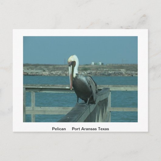 Carte postale de la faune (Devant)