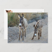 Carte postale de la faune, buron sauvage, âne (Devant / Derrière)