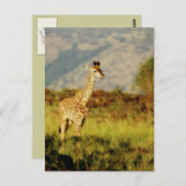 Carte postale de la faune de Baby Giraffe (Devant / Derrière)