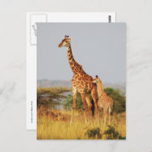 Carte postale de la faune de Baby Giraffe (Devant / Derrière)
