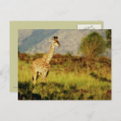 Carte postale de la faune de la petite girafe (Devant / Derrière)