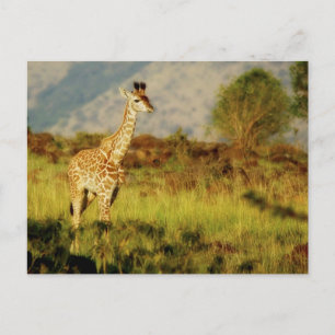 Carte postale de la faune de la petite girafe