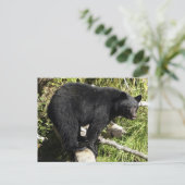 Carte postale de la faune de l'ours noir "Balance  (Debout devant)