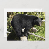 Carte postale de la faune de l'ours noir "Balance  (Devant / Derrière)