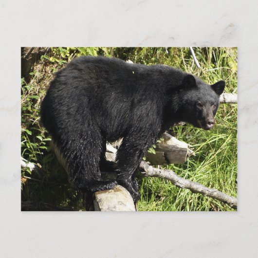 Carte postale de la faune de l'ours noir "Balance  (Devant)
