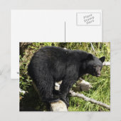 Carte postale de la faune de l'ours noir "Balance  (Devant / Derrière)