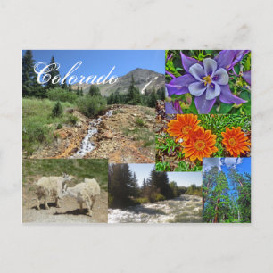 Carte postale de la faune du Colorado