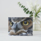 Carte postale de la faune Owl Eyes (Debout devant)