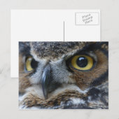 Carte postale de la faune Owl Eyes (Devant / Derrière)