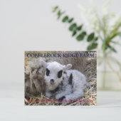 CARTE POSTALE DE LA FERME DE COBBLEROCK RIDGE (Debout devant)