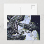 Carte postale de la ferme de crocodiles (Devant / Derrière)