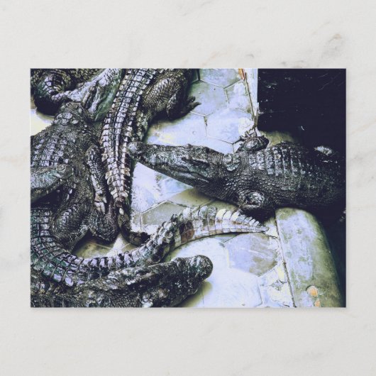 Carte postale de la ferme de crocodiles (Devant)