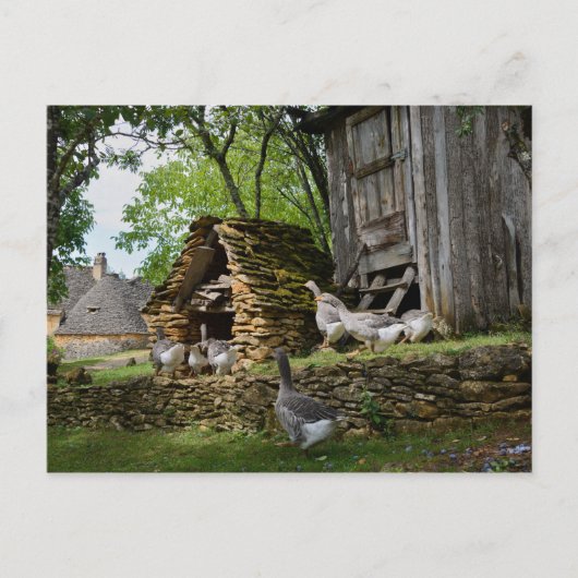 Carte postale de la ferme d'oie de foie gras tradi (Devant)