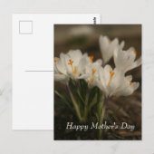 Carte postale de la Fête des mères de Crocus blanc (Devant / Derrière)