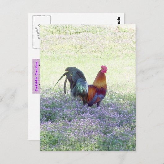 Carte postale de la fierté plumée (Devant / Derrière)