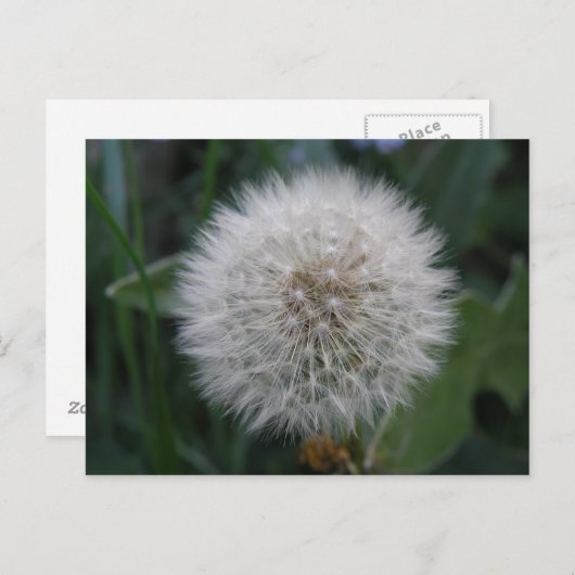 Carte postale de la fleur Dandelion (Devant / Derrière)