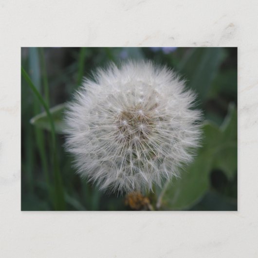 Carte postale de la fleur Dandelion (Devant)
