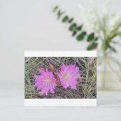 Carte postale de la fleur de Bitterroot (Debout devant)