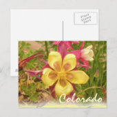 Carte postale de la fleur de colonnette jaune (Devant / Derrière)