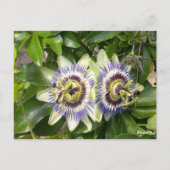 Carte postale de la fleur de la passion violette (Dos)