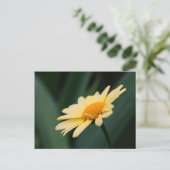 Carte postale de la fleur de marguerite glorieuse (Debout devant)