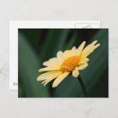 Carte postale de la fleur de marguerite glorieuse (Devant / Derrière)