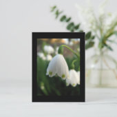 Carte postale de la fleur de perce-neige (Debout devant)