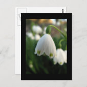 Carte postale de la fleur de perce-neige (Devant / Derrière)