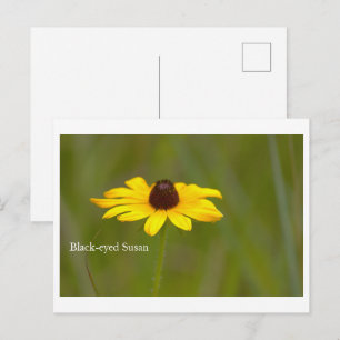 Carte postale de la fleur de Susan aux yeux noirs