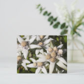 Carte postale de la fleur d'edelweiss blanche (Debout devant)