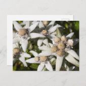 Carte postale de la fleur d'edelweiss blanche (Devant / Derrière)