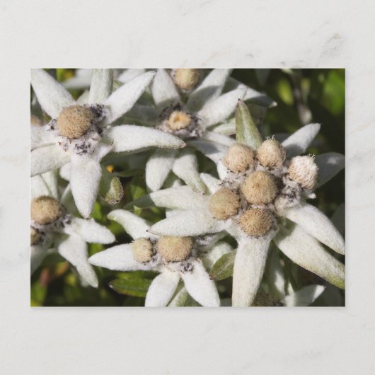 Carte postale de la fleur d'edelweiss blanche (Devant)