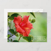 Carte postale de la fleur d'hibiscus de la Barbade (Devant / Derrière)
