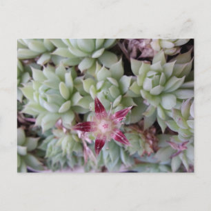 Carte postale de la fleur Graptopetalum macdougall