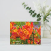 Carte postale de la Fleur Péruvienne (Alstroemeria (Debout devant)