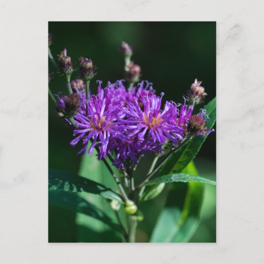 Carte postale de la fleur sauvage violette Appalac (Devant)