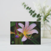 Carte postale de la floraison du lys belladone ros (Debout devant)